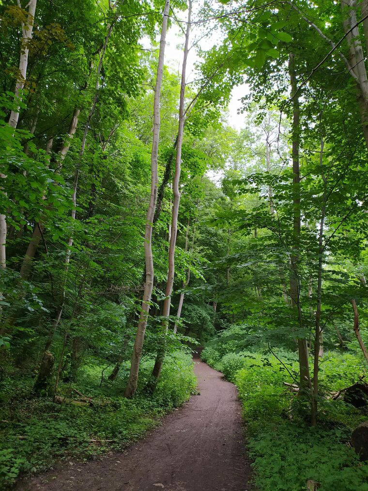 Geschwungener Waldweg zwischen dicht belaubten Buchen im Sommer